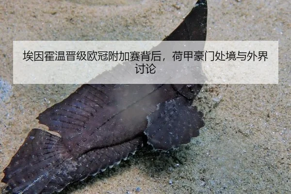 埃因霍温晋级欧冠附加赛背后，荷甲豪门处境与外界讨论